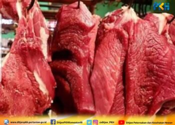 kementan pastikan stock daging sapi/kerbau aman