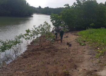 Kurangi Emisi Karbon, Sinar Mas Land Konservasi Hutan Bakau Seluas 43 Hektare di Nuvasa Bay Batam
