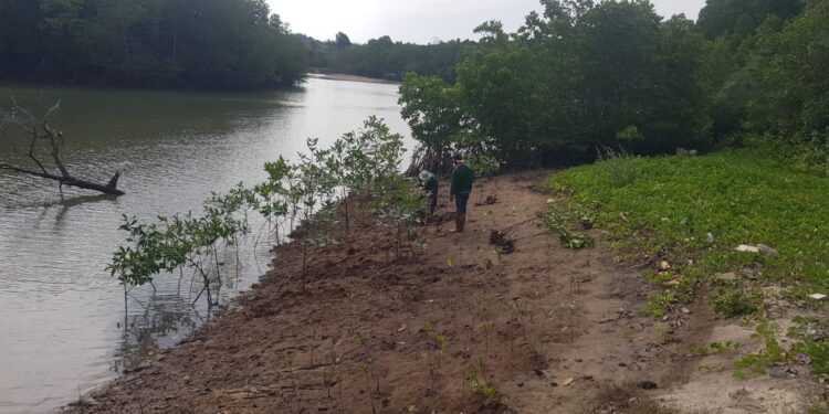 Kurangi Emisi Karbon, Sinar Mas Land Konservasi Hutan Bakau Seluas 43 Hektare di Nuvasa Bay Batam