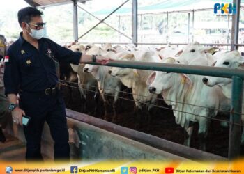Pastikan Stok Sapi Siap Potong Cukup, Mentan SYL Minta Masyarakat Tidak Khawatir