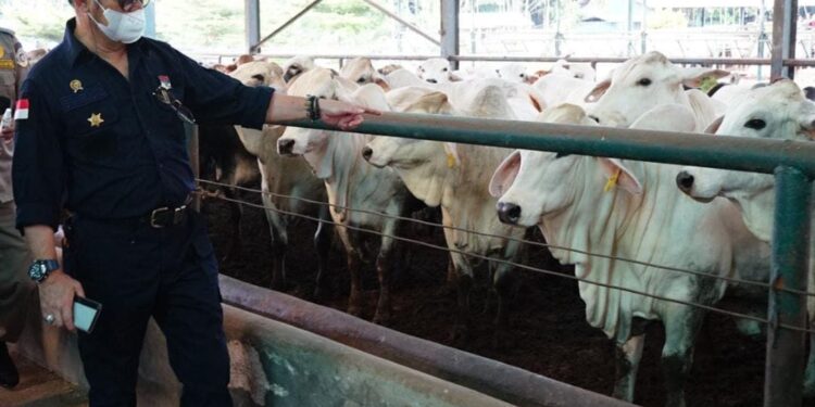 Pastikan Stok Sapi Siap Potong Cukup, Mentan SYL Minta Masyarakat Tidak Khawatir