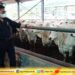 Pastikan Stok Sapi Siap Potong Cukup, Mentan SYL Minta Masyarakat Tidak Khawatir