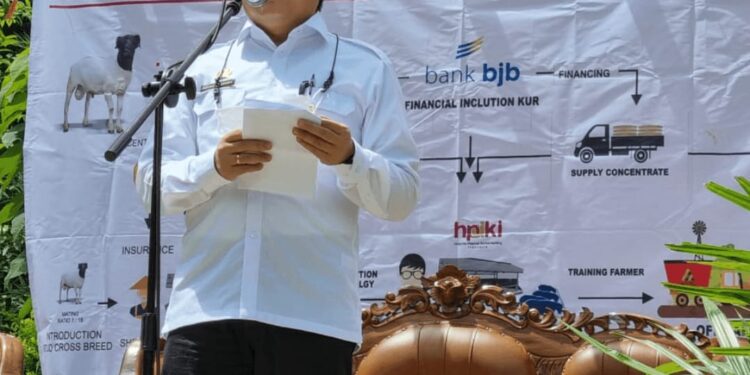 gandeng hdpki, kementan optimalkan pengebangan ternak kambing/domba