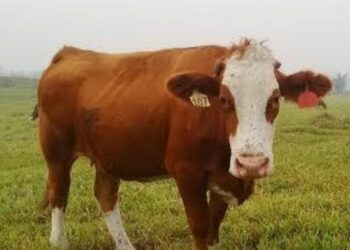 Kementan Lakukan Pengawasan dan Mitigasi Terhadap Hewan Kurban