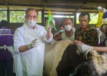 Jaga Stok Jelang Iduladha, Pemerintah Atur Lalu Lintas Ternak Selama Wabah PMK