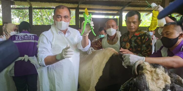 Jaga Stok Jelang Iduladha, Pemerintah Atur Lalu Lintas Ternak Selama Wabah PMK