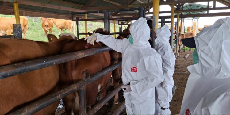 Cegah Meluasnya PMK, Pemerintah Siap Geber Vaksinasi Darurat Pada Ternak