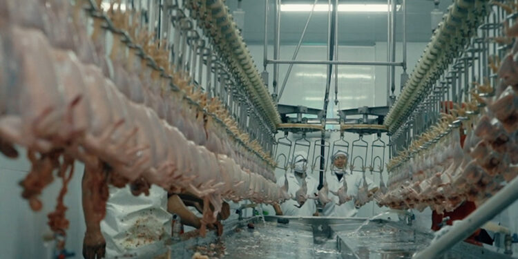 Luncurkan Program Kerjasama Operasi (KSO), Hasta INC dan Arwinda Perwira Utama Optimis Wujudkan Industri Peternakan Ayam Mutakhir dari Hulu ke Hilir