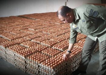 Ketersediaan Telur Ayam Ras di Indonesia Wilayah Timur Aman dan Mencukupi