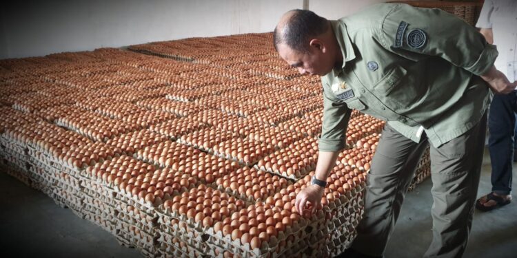 Ketersediaan Telur Ayam Ras di Indonesia Wilayah Timur Aman dan Mencukupi