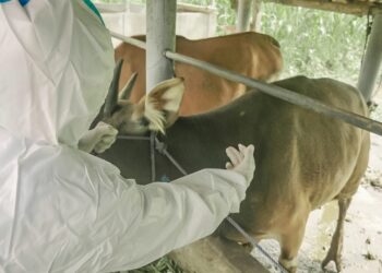 Bali Kendalikan PMK dan Rabies, Siap Sukseskan KTT G20 Mendatang