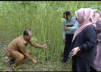 Panen Perdana di Banten, Persami akan Ekspor Kenaf ke Korsel