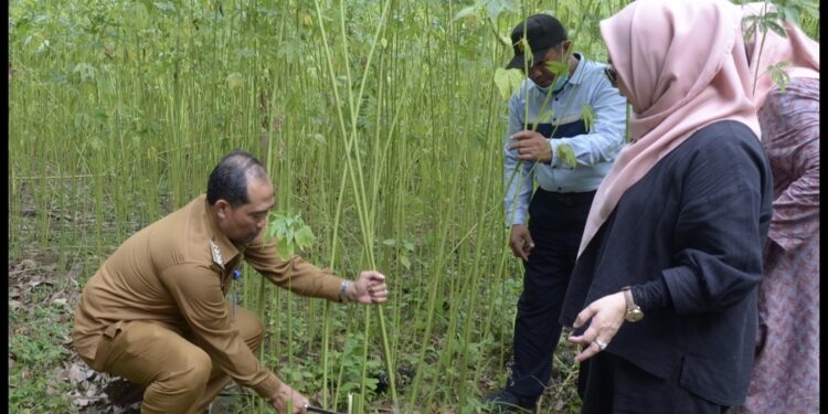 Panen Perdana di Banten, Persami akan Ekspor Kenaf ke Korsel