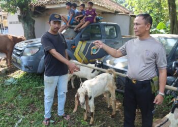 Idul Adha 1444 H dan Sambut Hari Bhayangkara Ke-77 Polres Tangsel Bagikan 71 Hewan Qurban.
