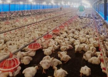 Kementan: Ketersediaan Ayam Ras Dalam Negeri Aman dan Mencukupi