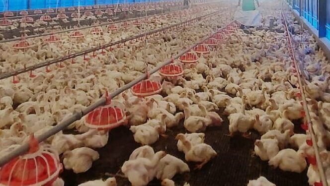 Kementan: Ketersediaan Ayam Ras Dalam Negeri Aman dan Mencukupi