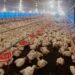 Kementan: Ketersediaan Ayam Ras Dalam Negeri Aman dan Mencukupi