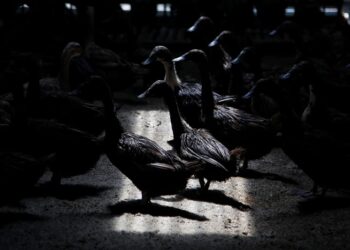 Kisah Sukses Warga Lokal dari Program CSR Grup MIND ID