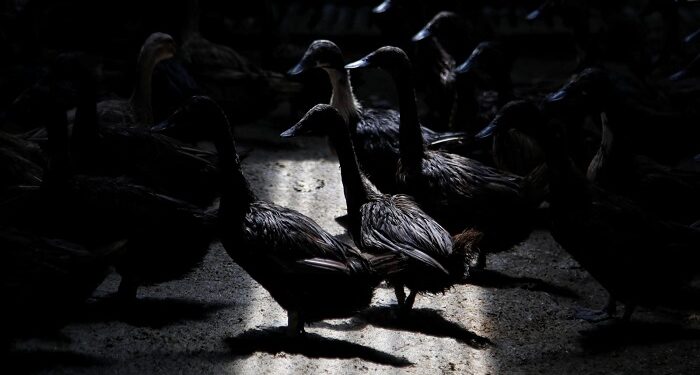 Kisah Sukses Warga Lokal dari Program CSR Grup MIND ID