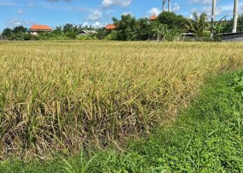 Panen Raya di Bali Amankan Stok Beras