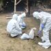 Kementan Respon Cepat Laporan Anthrax di Gunung Kidul dan Sleman