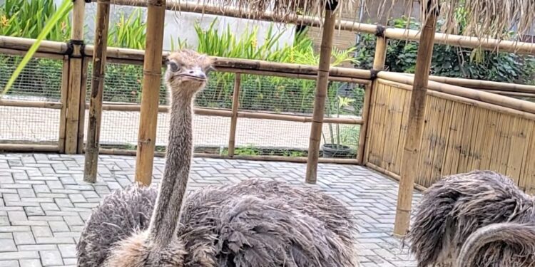 Ciater Park, Tempat Rekreasi dan Edukasi Anak-Anak