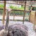 Ciater Park, Tempat Rekreasi dan Edukasi Anak-Anak