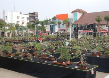 Pameran Bonsai Merdeka di Tangsel, Benyamin; Ajang Apresiasi Seni dan Lingkungan Hidup