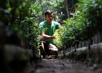 Local Hero MIND ID Menggerakkan Ekonomi Hijau di Cisangku