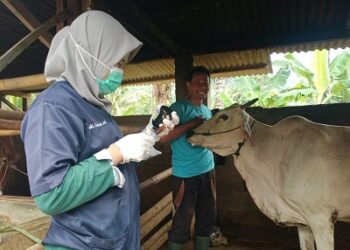 Kementan Kembali Himbau Daerah Tingkatkan Kewaspadaan Penularan Penyakit Hewan Akibat Cuaca Ekstrem