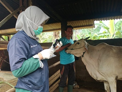 Kementan Kembali Himbau Daerah Tingkatkan Kewaspadaan Penularan Penyakit Hewan Akibat Cuaca Ekstrem
