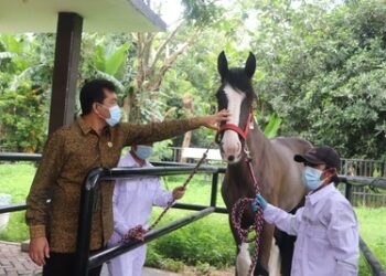 Barantin Pastikan Sebelas Kuda Asal Belanda Memenuhi Persyaratan