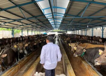 Kasus PMK di berbagai Wilayah Melandai, Pemerintah Terus Genjot Vaksinasi PMK