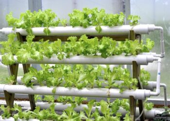 Hydroponik: Solusi Pertanian Modern yang Ramah Lingkungan