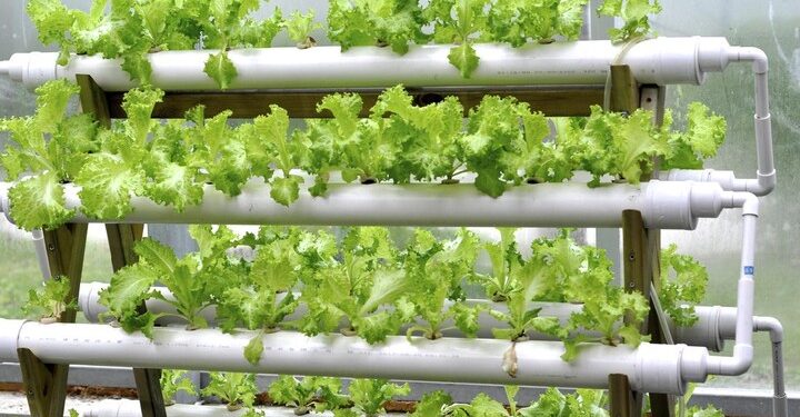 Hydroponik: Solusi Pertanian Modern yang Ramah Lingkungan