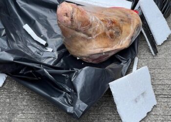 LBH Keadilan Mengutuk Keras Teror Kepala Babi terhadap Kantor Tempo, Minta Aparat Usut Tuntas