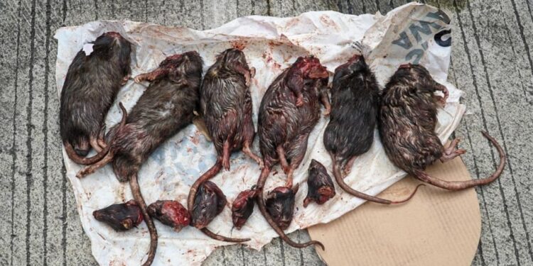 Teror kepada Tempo, Dosen Pidana Sarankan LPSK Lindungi Cica