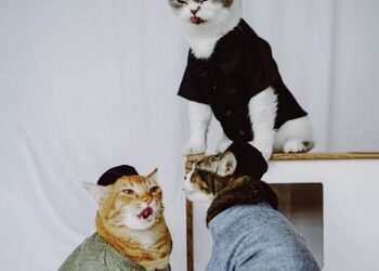 Sukses Berkarya Sebelum 30: Kisah Sukses Pemuda Asal Garut Bangun UMKM Khusus Produk Pakaian Kucing Bersama Shopee