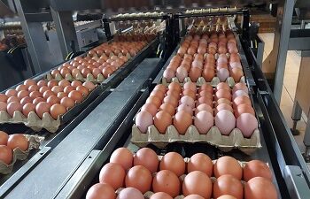 Produksi Telur Nasional Surplus, Kementan Siap Fasilitasi Ekspor Ke Negara Sahabat