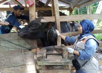 Pastikan Pengendalian PMK Optimal saat Lebaran, Petugas Keswan Siaga 24/7