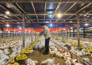 Upaya Stabilkan Harga Ayam Hidup, Kementan Pantau Serapan Ayam Besar oleh Perusahaan Integrator dan Pabrik Pakan