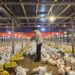 Upaya Stabilkan Harga Ayam Hidup, Kementan Pantau Serapan Ayam Besar oleh Perusahaan Integrator dan Pabrik Pakan