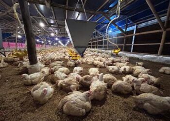 Kementan Perkuat Pengawasan dan Distribusi, Harga Ayam Hidup Mulai Naik