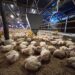 Kementan Perkuat Pengawasan dan Distribusi, Harga Ayam Hidup Mulai Naik