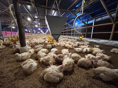 Kementan Perkuat Pengawasan dan Distribusi, Harga Ayam Hidup Mulai Naik