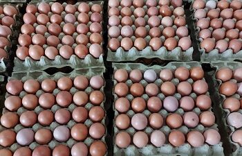 Asosiasi dan Peternak Apresiasi Langkah Kementan Stabilkan Harga Telur