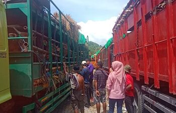 Distribusi Sapi Kurban dari NTB Diatur Ulang, Pasokan Dipastikan Aman