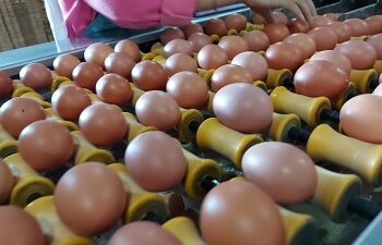 Langkah Cepat Kementan Stabilkan Harga Ayam dan Telur