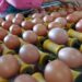 Langkah Cepat Kementan Stabilkan Harga Ayam dan Telur