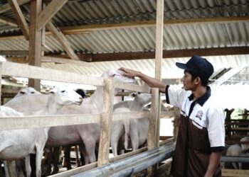 Ombusman Puji Kementan, Dukung Peternak Lokal Melalui Pengaturan Impor Karkas Domba dan Kambing